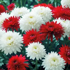 Décorations|Tempsl Chrysanthème en pot