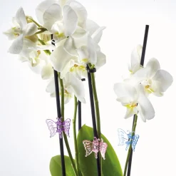 Accessoires Et Outils Jardin|Tempsl 12 guides plantes papillon
