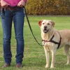 Accessoires Animaux|Tempsl Harnais anti-traction - 3 tailles