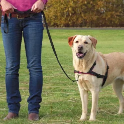 Accessoires Animaux|Tempsl Harnais anti-traction - 3 tailles