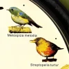 Décorations|Tempsl Horloge musicale oiseaux