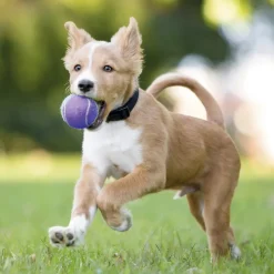 Accessoires Animaux|Tempsl Lanceur de balles
