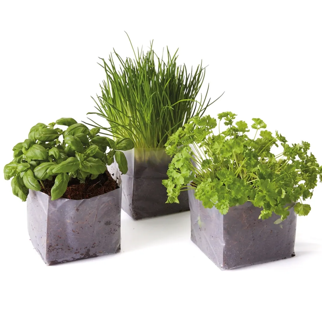 Ustensiles De Cuisine Malins|Tempsl Mon mini potager
