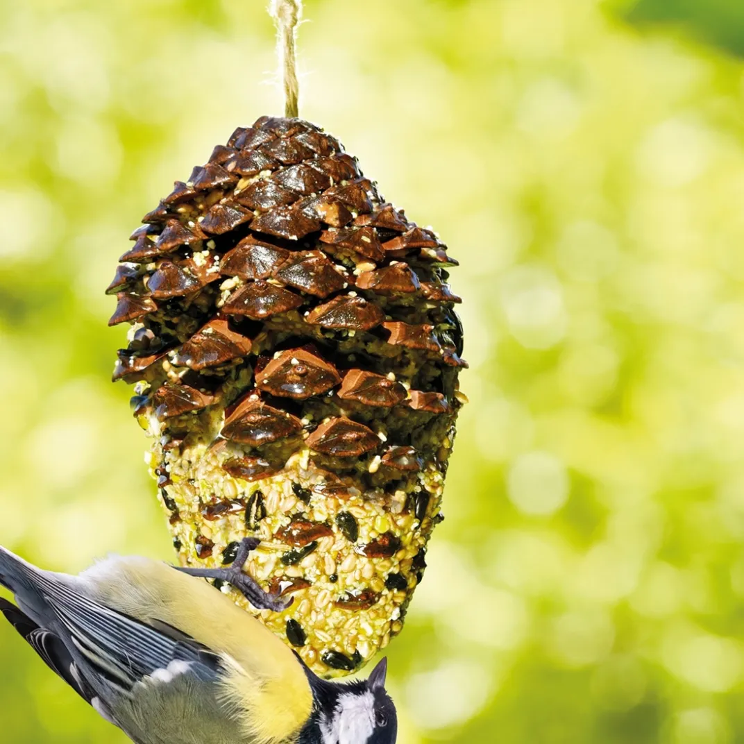 Accessoires Animaux|Tempsl Nourriture oiseaux pomme de pin géante