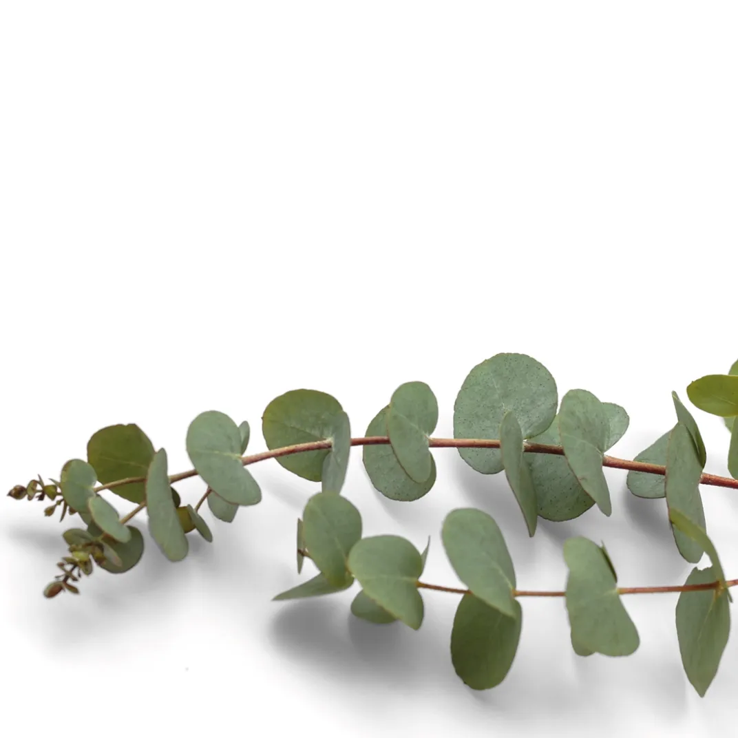 Produits D'Entretien|Accessoires Bricolage Et Astuces|Tempsl Parfum pour saturateur eucalyptus 125 ml