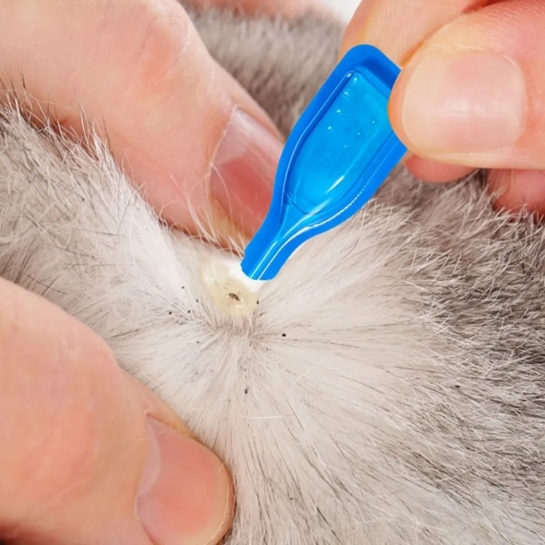 Accessoires Animaux|Tempsl Pipettes stop parasites
