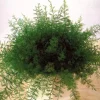 Accessoires Et Outils Jardin|Tempsl Plante de Neptune
