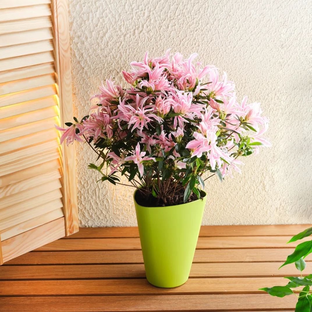 Accessoires Et Outils Jardin|Tempsl Pot de fleurs