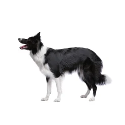 Accessoires Animaux|Tempsl Pâte orale Vermi'délice chat/chien