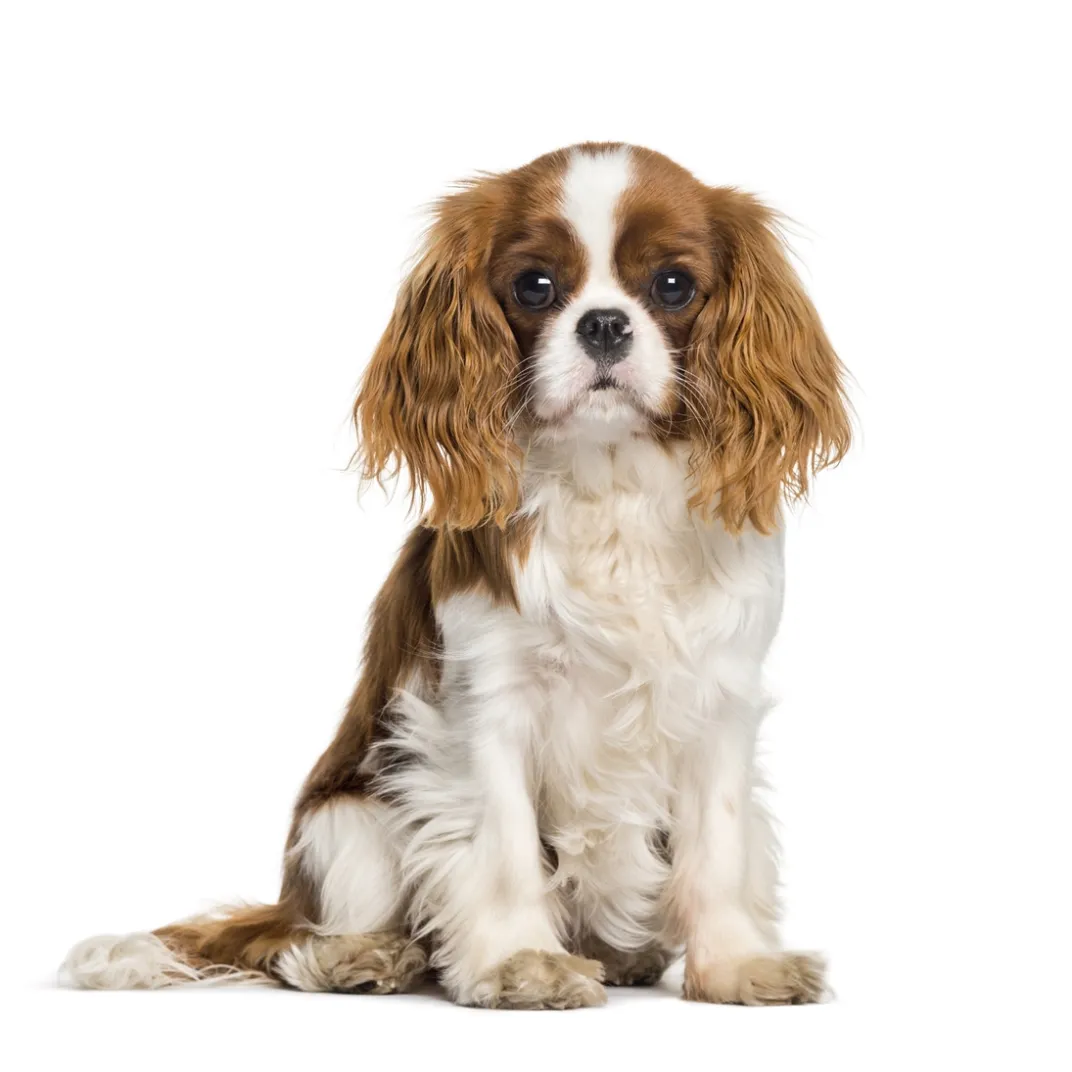 Accessoires Animaux|Tempsl Sac de transport Summer dog